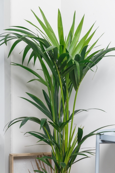 Ховея Кентия 21/100 см Ховея Кентия 21/100 см