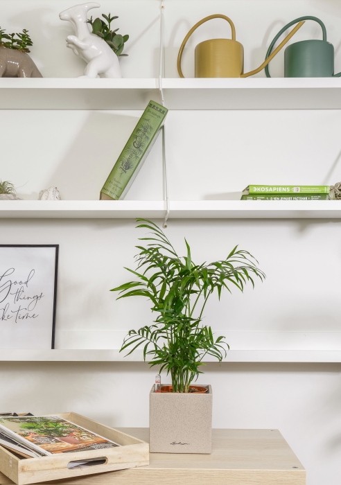 Хамедорея Элеганс 12/45 в CANTO STONE 14