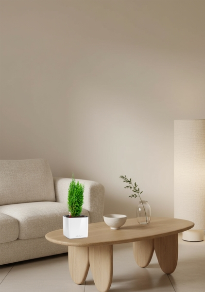 Кипарисовик микс 9 см в CUBE GLOSSY 14