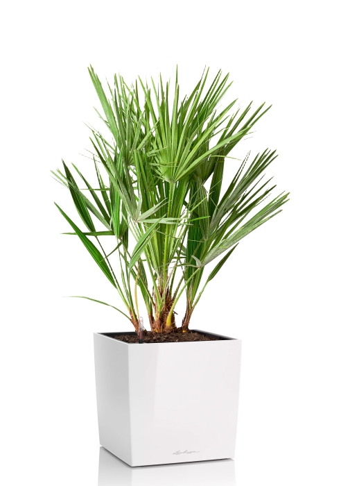 Хамеропс в CUBE 40, белый блестящий