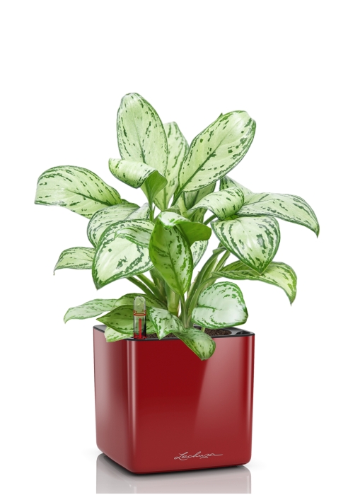 Аглаонема Кристина в CUBE GLOSSY 16, ярко-красный блестящий 