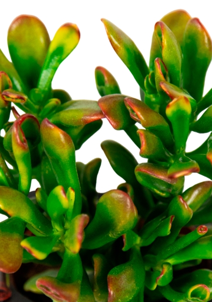 Крассула микс в CUBE GLOSSY KISS 14