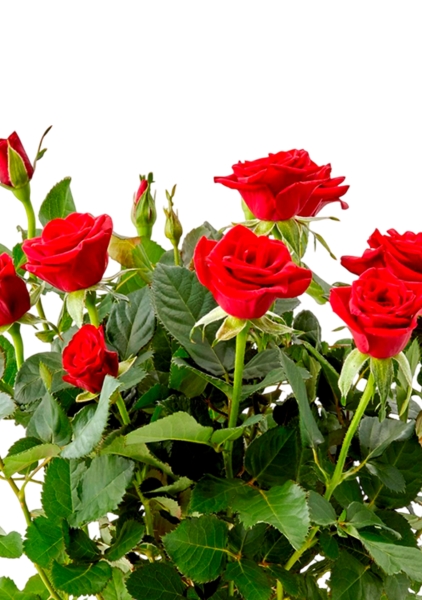 Роза Бо Монд красная 12/25 см в CANTO STONE 14