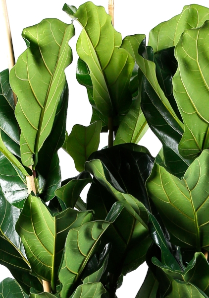 Фикус Лирата Эксклюзив 34/180 см