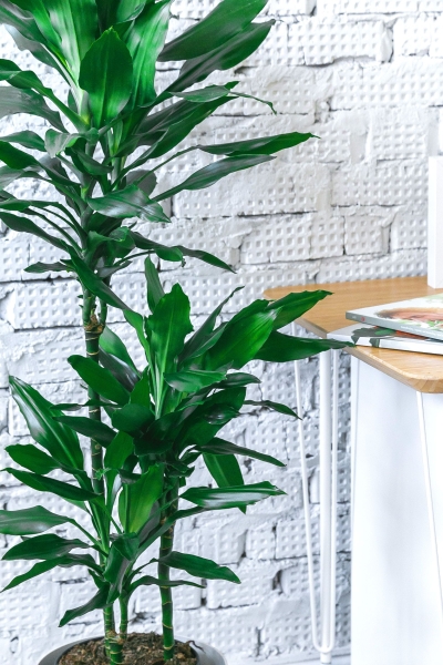 Драцена Джанет Линд 3 ствола 21/90 см Драцена Джанет Линд 3 ствола 21/90 см