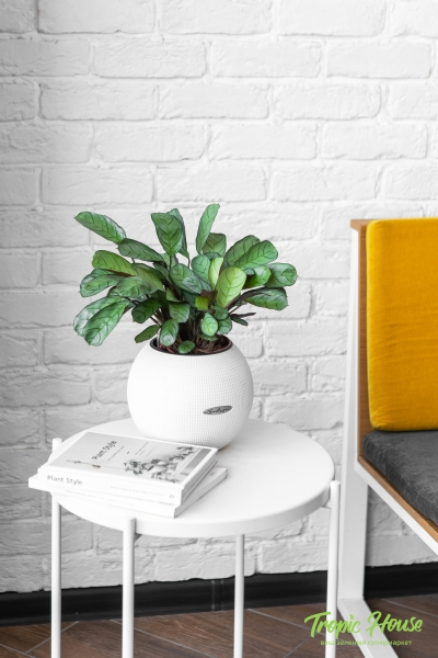 Ктенанта Амагрис в PURO 20