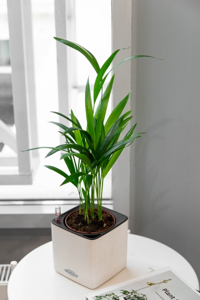 Хризалидокарпус в CUBE COLOR 14 Хризалидокарпус в CUBE COLOR 14