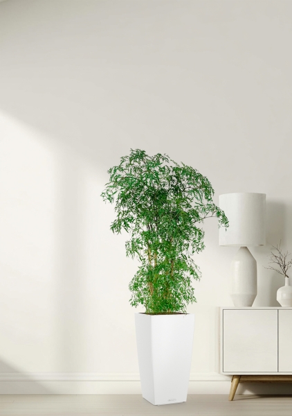 Полисциас Фрутикоза 27/140 см в CUBICO COLOR 30