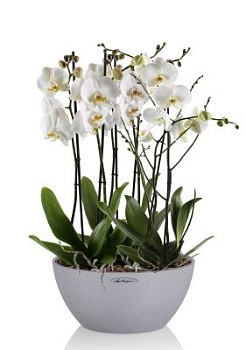 Орхидея Фаленопсис в CUBETO COLOR 30