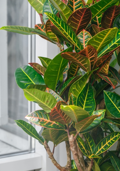 Кротон Петра Макси 27/90 см