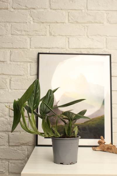 Филодендрон Кобра 12 см в PURO 20