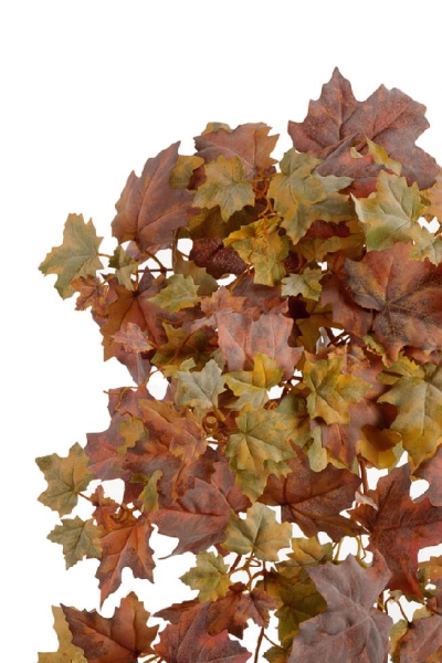 Кленовый куст жёлто-оранжевый микс