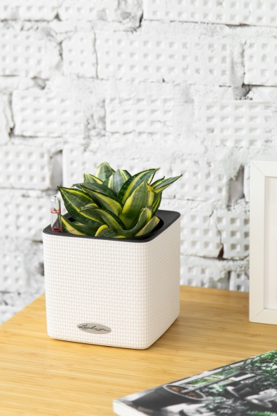 Сансевиерия Голден Ханни 9/15 см