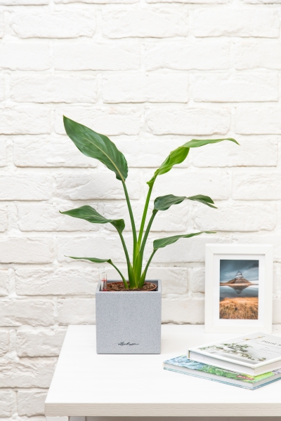 Стрелиция Регина в CANTO STONE 14