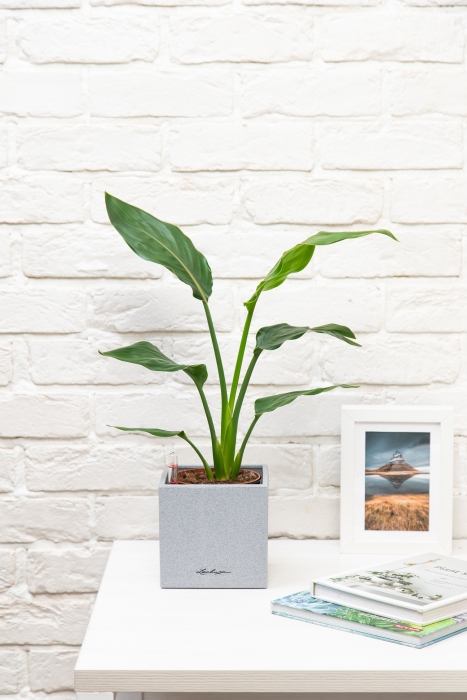 Стрелиция Регина в CANTO STONE 14