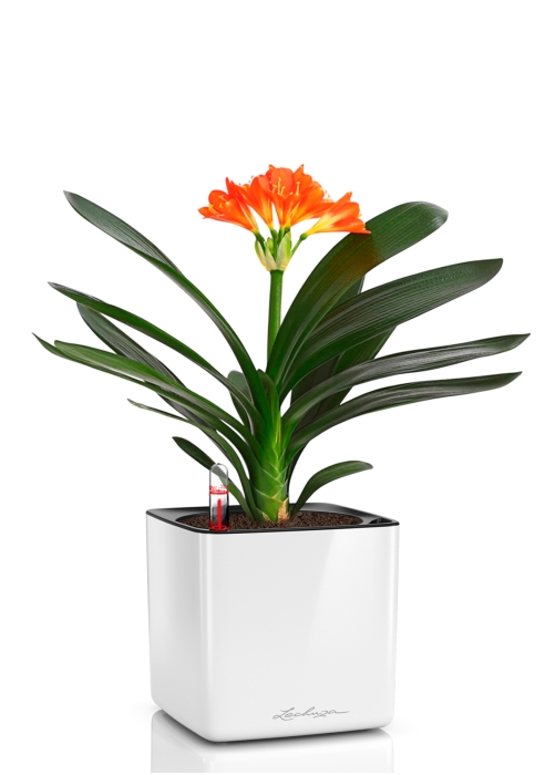 Кливия Оранж 13/50 см в CUBE GLOSSY 16, белый блестящий