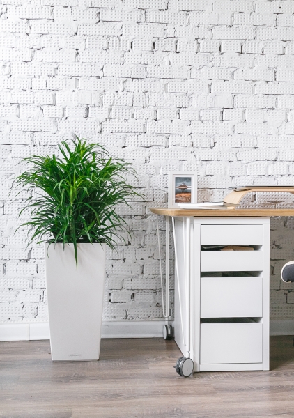 Драцена Анита бранч 21/80 см