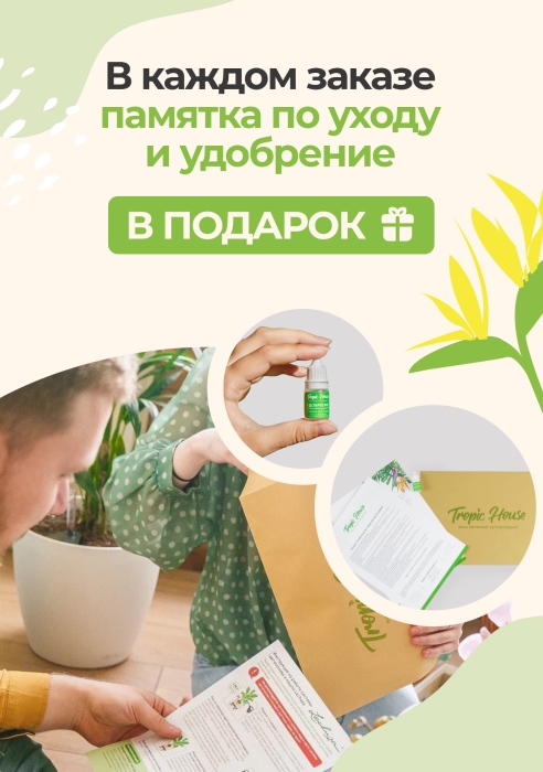 Аспидистра в RONDO 32