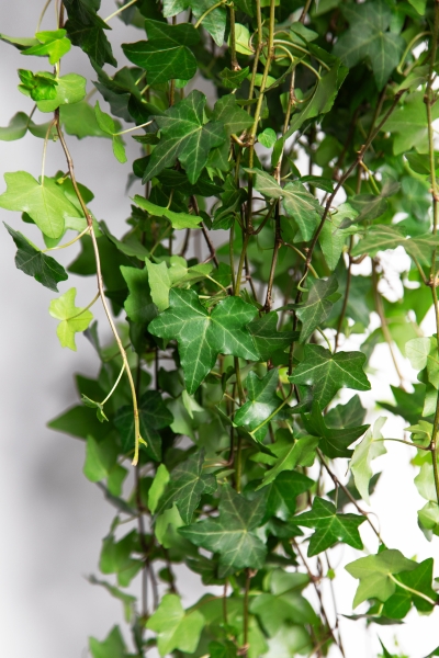 Хедера 17/100 см