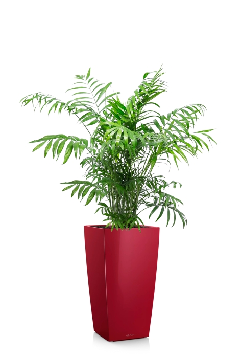 Хамедорея Элеганс 24/120 см в CUBICO 30, ярко-красный блестящий 