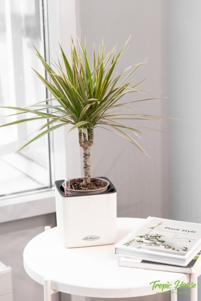 Драцена Маргината Биколор 1 ствол 12/40 см