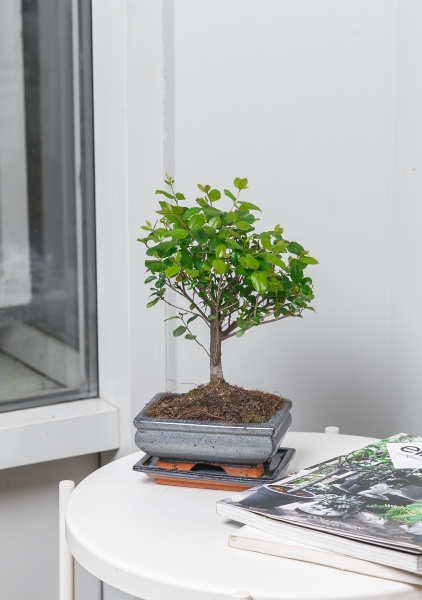 Бонсай микс в керамике 20/45 см