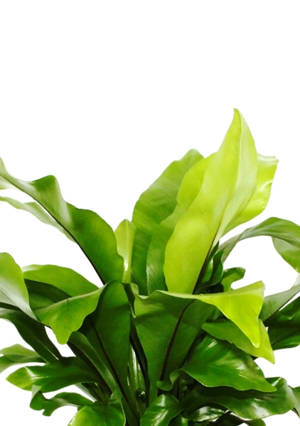 Асплениум Нидус 12/25 см в CUBE GLOSSY 14