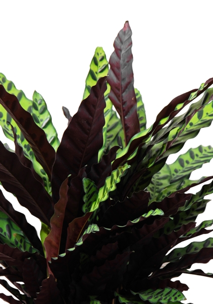 Калатея Лансифолия 30/80 см в QUADRO LS 43