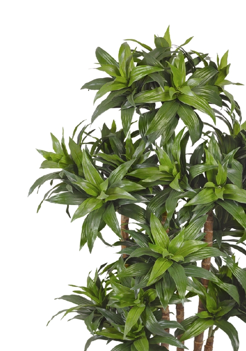 Драцена Компакта