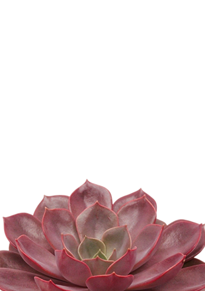 Эхеверия Меджик Парел 12/16 см в OJO