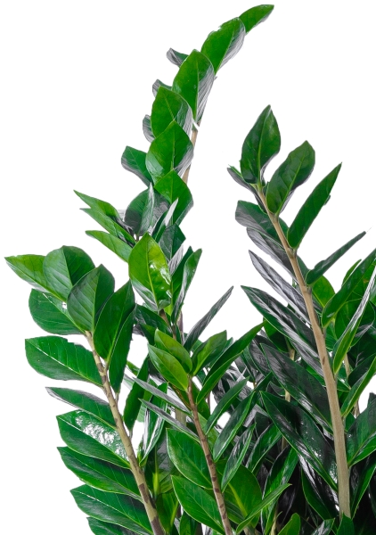 Замиокулькас 24/100 см Замиокулькас 24/100 см