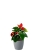 Антуриум Андрианум красный 12/40 см в LAMELA MAGNOLIA fi 135
