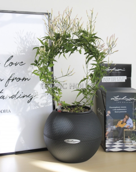 Жасмин в PURO 20