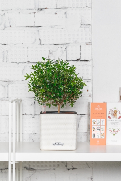 Мирт на стволе 12/30 см