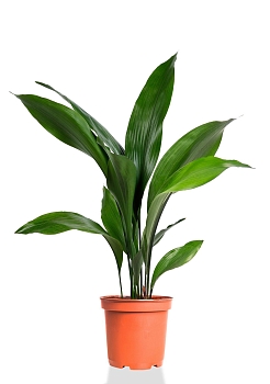 Аспидистра Элатиор 17/70 см