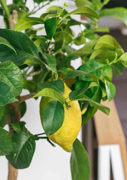 Цитрофортунелла Лимон 19/65 см