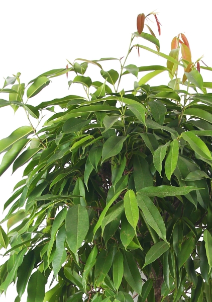 Фикус Амстел Кинг на штамбе 55/250 см