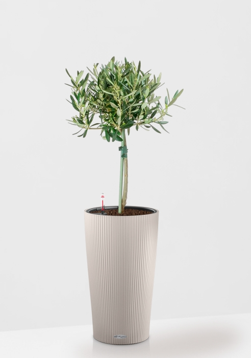 Олива на стволе в CILINDRO 23, песочно-коричневый