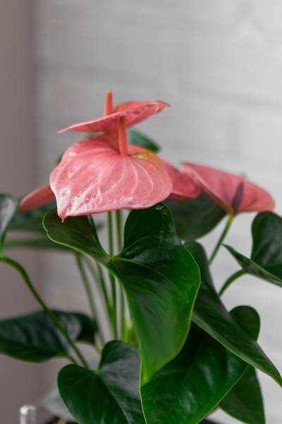 Антуриум розовый в CUBE GLOSSY 14 Антуриум розовый в CUBE GLOSSY 14