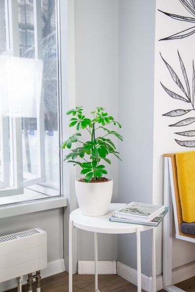 Шеффлера Нора 12/40 см