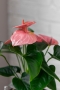 Антуриум розовый в CUBE GLOSSY 14