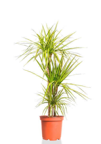 Драцена Маргината Санрей 3 ствола 21/110 см