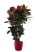 Кротон (Кодиеум) Петра 31/130 см в CLASSICO LS 43
