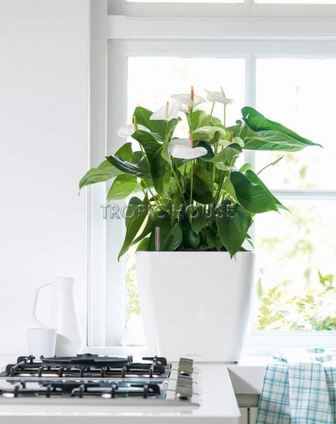 Кашпо LECHUZA QUADRO LS 35х33 см