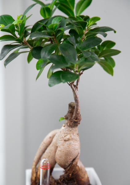 Бонсай в MINI CUBI 9 Бонсай в MINI CUBI 9