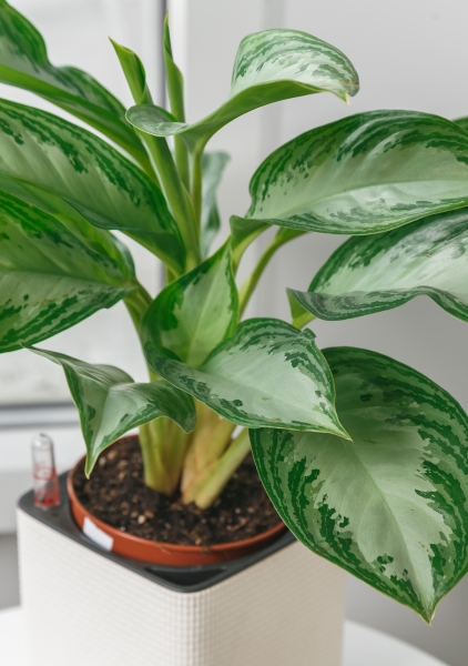 Аглаонема Сильвер Бей 12/35 см
