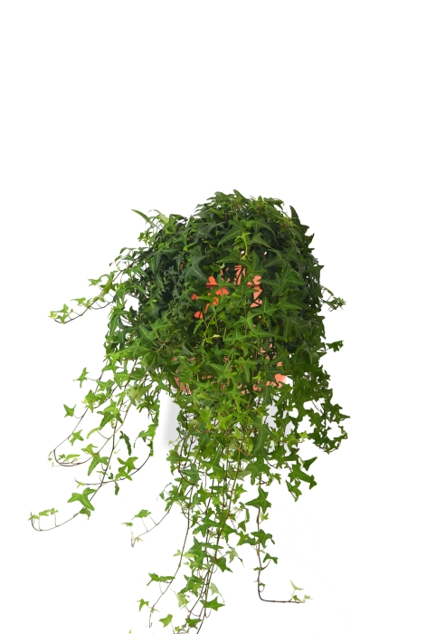 Хедера 17/60 см