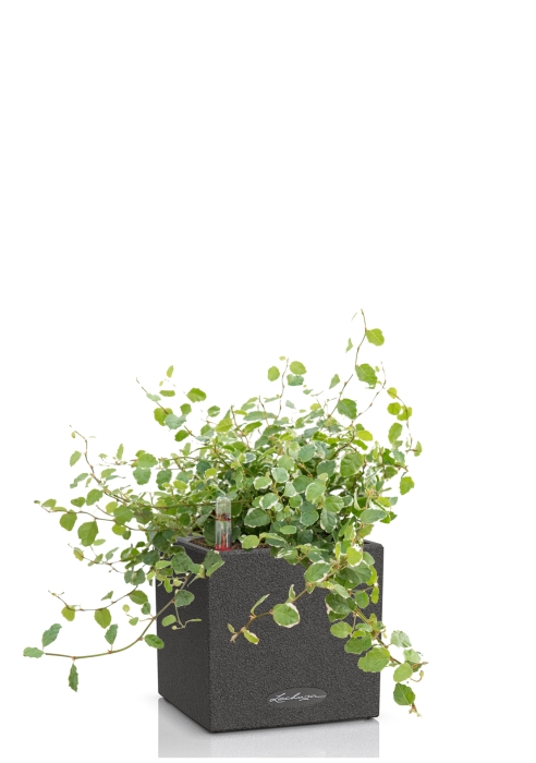 Фикус Пумила в CANTO STONE 14, графитовый черный 