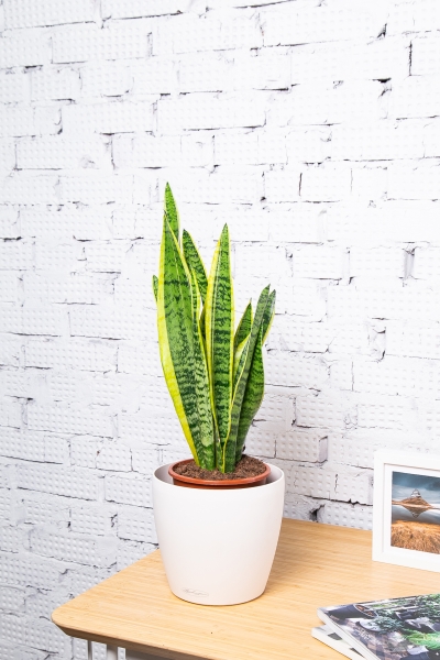 Сансевиерия Лауренти 17/55 см Сансевиерия Лауренти 17/55 см