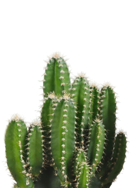 Кактус Цереус Флорида 9/20 см в MINI CUBI